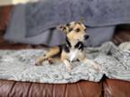 Adopt Tarte a Rat Terrier