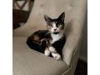 Adopt Mavis a Domestic Short Hair