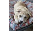 Adopt Frankie a Labrador Retriever, Pit Bull Terrier