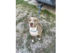 Adopt Sophie a American Staffordshire Terrier, Mixed Breed