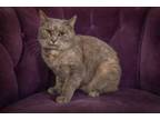 Adopt Melon a Domestic Short Hair