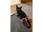 Adopt Liddy a Domestic Short Hair