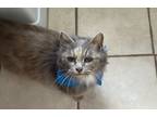 Adopt Bananna a Domestic Long Hair