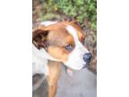 Adopt LARRY 1060 a Boxer