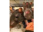 Adopt Chocolate Sundaes: Hershey, Cadbury & Willy a Rat