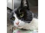 Adopt Bennett a Domestic Short Hair