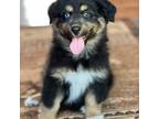 Australian Shepherd Puppy for sale in Howardsville, VA, USA