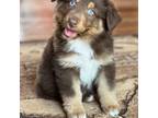 Australian Shepherd Puppy for sale in Howardsville, VA, USA