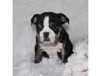 Bulldog Puppy for sale in Shipshewana, IN, USA