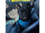 French Bulldog Puppy for sale in Swedesboro, NJ, USA