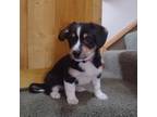 Pembroke Welsh Corgi Puppy for sale in Roscommon, MI, USA