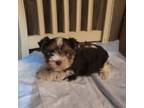 Yorkshire Terrier Puppy for sale in Hurricane, WV, USA