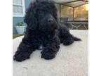 Poodle (Toy) Puppy for sale in Haines City, FL, USA
