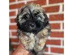 Shih Tzu Puppy for sale in Temple, TX, USA
