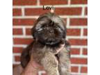 Shih Tzu Puppy for sale in Temple, TX, USA