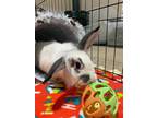 Adopt Diva a Lionhead, Lop Eared