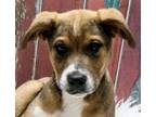 Adopt Howie a Mixed Breed