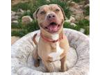 Adopt MAVERICK a Pit Bull Terrier