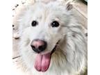 Adopt Rocky (prev. Baloo) a Samoyed