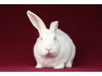 Adopt Walker a Bunny Rabbit