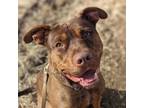 Adopt The Mighty Duke a American Staffordshire Terrier, Australian Cattle Dog /