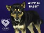 Adopt RABBIT a Siberian Husky, Mixed Breed