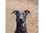 Adopt Vegas a Doberman Pinscher