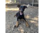 Adopt Vegas a Doberman Pinscher