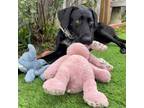 Adopt Henry a Labrador Retriever