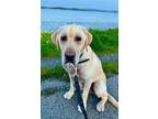 Adopt Louie a Labrador Retriever