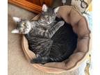 Adopt Tom and Toby "The Twins" a Tabby, Domestic Short Hair