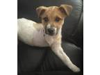 Adopt Paxton a Terrier, Mixed Breed