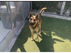 Adopt BRODIE a German Shepherd Dog