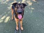 Adopt GERM a German Shepherd Dog