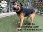 Adopt GERM a German Shepherd Dog