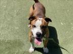 Adopt PORK CHOP a Pit Bull Terrier