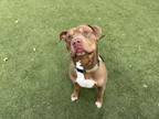 Adopt MEATBALL a Pit Bull Terrier