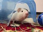 Adopt Kano a Guinea Pig