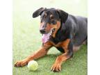 Adopt OURAY a Doberman Pinscher, Labrador Retriever