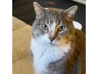 Adopt Ike a American Shorthair