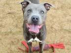 Adopt SONNY a American Staffordshire Terrier, Mixed Breed