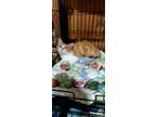 Adopt Z COURTESY LISTING: Holiday a Domestic Short Hair