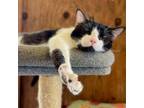 Adopt Checkers a Domestic Medium Hair