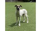 Adopt Edi a Jack Russell Terrier