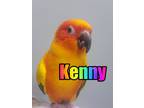 Adopt Kenny a Conure