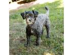 Adopt Squidward 12766 a Schnauzer