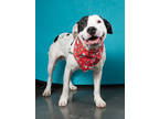 Adopt MooMoo a Pit Bull Terrier, Mixed Breed