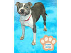 Adopt Dalton a Mixed Breed