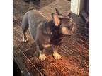 French Bulldog Puppy for sale in Plainfield, NJ, USA