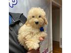 Poodle (Toy) Puppy for sale in Carthage, TN, USA